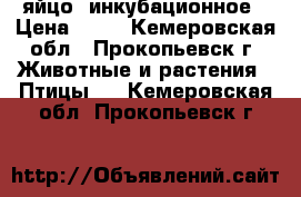    яйцо  инкубационное › Цена ­ 23 - Кемеровская обл., Прокопьевск г. Животные и растения » Птицы   . Кемеровская обл.,Прокопьевск г.